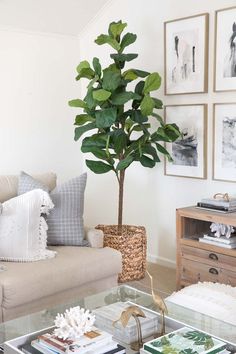 a living room filled with furniture and a tree