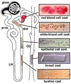 the structure of an animal's body and its structures, including bones, blood vessels, and epitheals