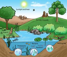 an image of a water source with plants and animals in the area around it, labeled