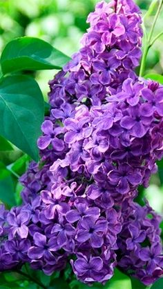 purple flowers are blooming on the tree branch in the sunlit garden, with green leaves surrounding them