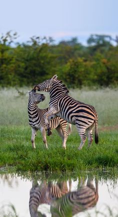 two zebras are standing next to each other in the grass near water and trees