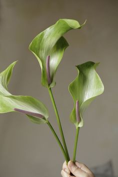 a person holding up some flowers in their hand