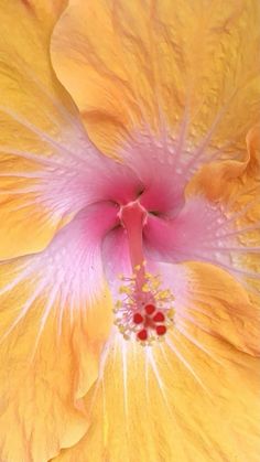 the center of a yellow flower with pink stamen