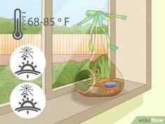 a window sill with some plants in it and the weather symbols on each side