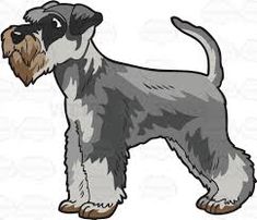 a gray and black schnauzer standing with its head turned to the side