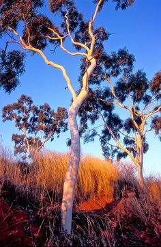 two tall trees in the middle of a grassy area with blue sky behind them and brown grass on the ground