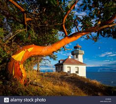 a lighthouse on top of a hill next to the ocean with an umbrella hanging from it's tree branch