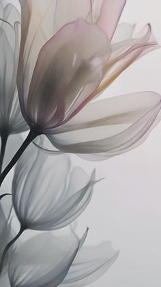 a close up view of a flower on a white and grey background with blurry petals