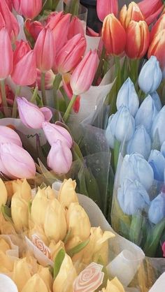 colorful tulips and other flowers are on display