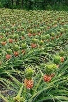 many pineapples are growing in the field