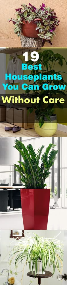 the top 10 best houseplants you can grow without care in your home or office