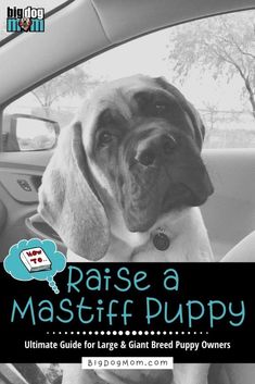 a dog sitting in the passenger seat of a car with text reading raise a mastiff puppy ultimate guide for large and giant breed owners