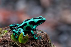 a blue and black frog sitting on top of a plant