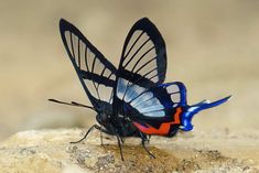 a blue and red insect sitting on top of a rock