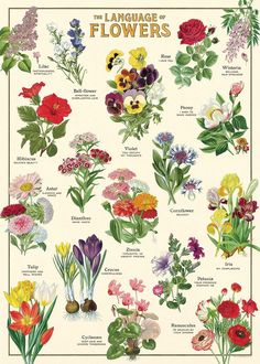 a poster with flowers on it that says language of flowers in english and french letters