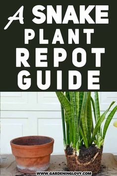 snake plant and potted plants with text overlay that reads 4 snake plant reppot guide