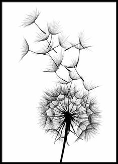 a dandelion blowing in the wind on a white background royalty - art illustration