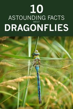 a blue dragonfly sitting on top of a green plant with the words, 10 astounding facts about dragonflies