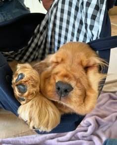 a small brown dog laying on top of a blue chair next to a persons legs