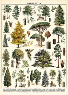 an illustration of different types of trees