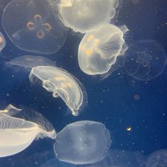 several jellyfish swimming in the water together