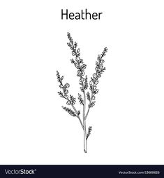 a plant with the word heather on it