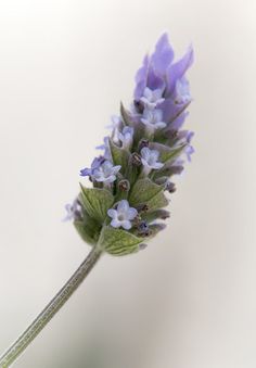 Flores em Flor de Lavanda | Serlunar | Flickr Tattoo Perfume, Flor Tattoo, Green Lavender, Lavender Flower, Book Illustration Art, Fairy Book, Botanical Watercolor, Acrylic Flowers, Nature Garden