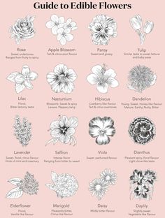 an illustrated guide to edible flowers on a pink background with black and white text that reads,