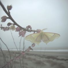 a small yellow butterfly sitting on top of a flower next to a tree branch with pink flowers in the foreground