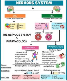 the nervous system and its functions diagram with text on it, including an image of a person