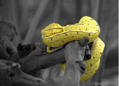 a yellow snake wrapped around a tree branch in black and white with the color of it's skin