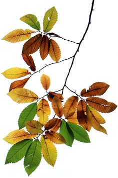 a branch with green, yellow and brown leaves hanging from it's branches in front of a white background