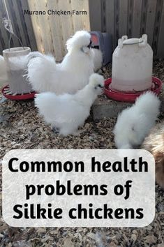 two chickens are eating out of their feeders and the words common health problems of silkie chickens