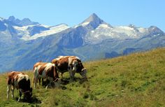 three cows are grazing on the side of a grassy hill with mountains in the background