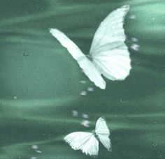 two white butterflies flying in the air over green water with ripples on it's surface