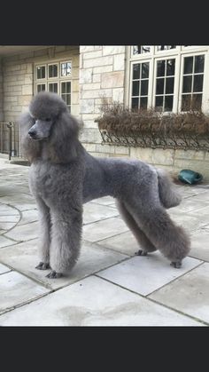 a gray poodle standing on top of a stone floor next to a building with windows