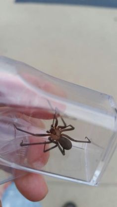 a person holding a plastic container with a spider in it