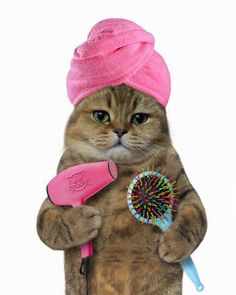 a cat with a pink towel on its head holding a hair dryer and comb