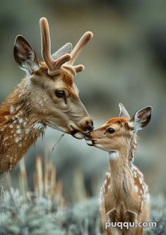 two young deers are kissing each other in the grass with their noses close together