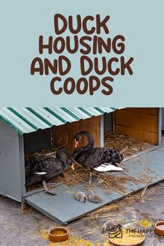 two ducks are sitting in their coop with the words duck housing and duck coops above them