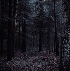 a dark forest filled with lots of tall trees