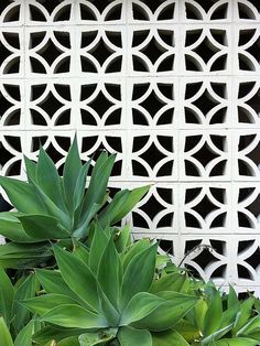 a plant with green leaves in front of a white lattice - like wall behind it