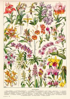 an illustration of various flowers and leaves