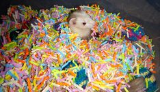 a hamster in a pile of shredded up confetti