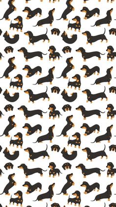 a group of dachshund dogs with long tails on white background seamlessly