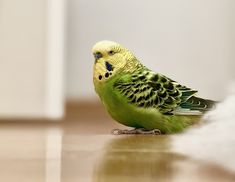 a green and yellow parakeet sitting on the floor next to a white wall