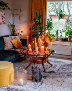 a living room filled with lots of candles on top of a table next to a cat