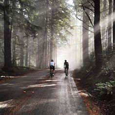 two bicyclists riding down a road in the woods on a foggy day