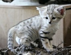 a small kitten standing on top of a pile of twigs