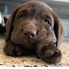 a brown dog laying on top of a floor next to a wall and looking at the camera